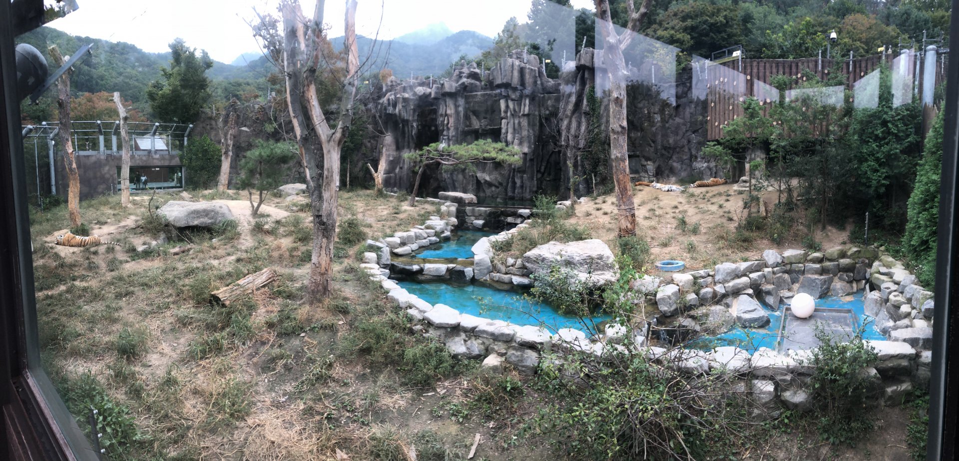 Amur Tiger Exhibit #4