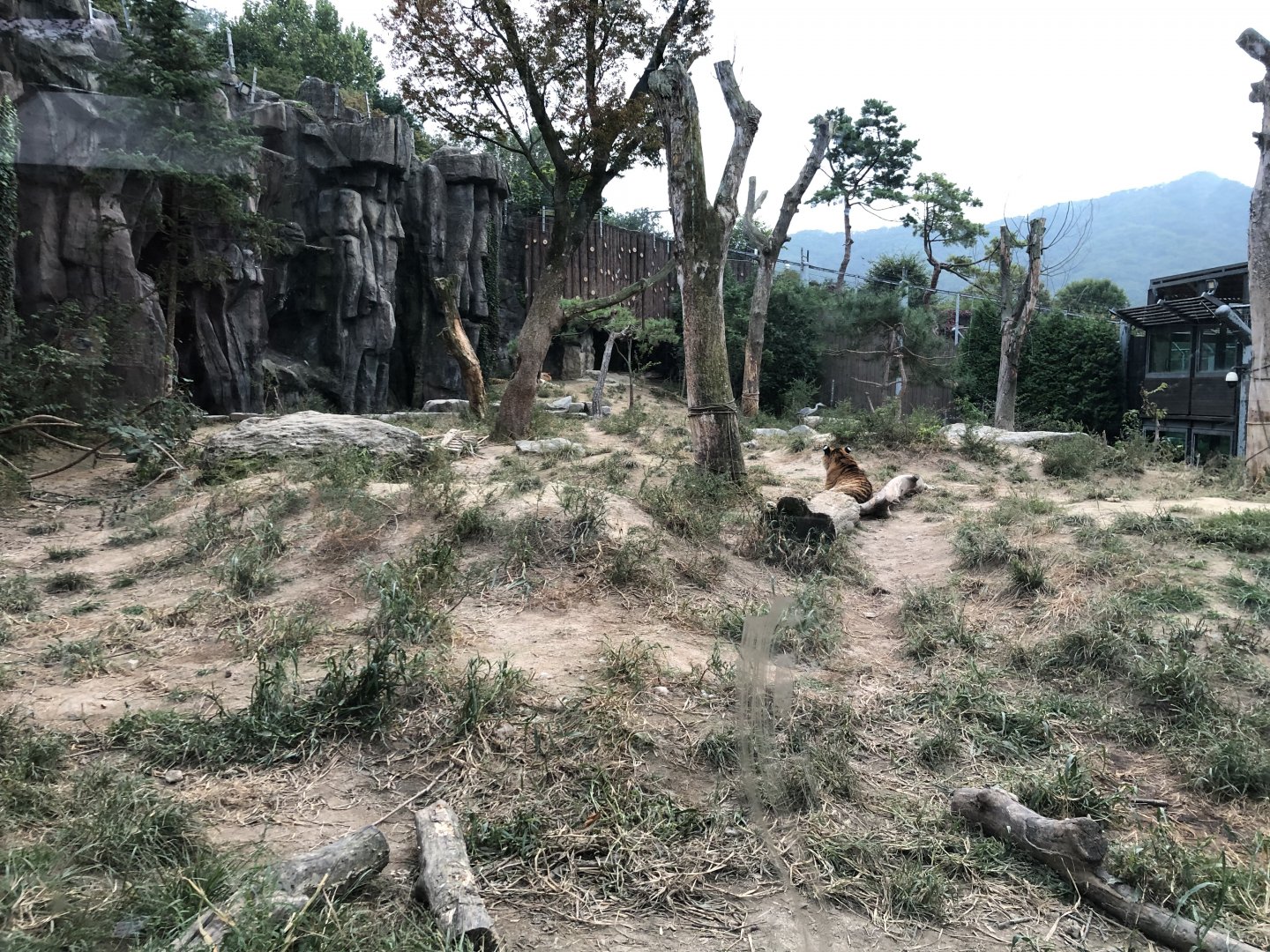 Amur Tiger Exhibit #4