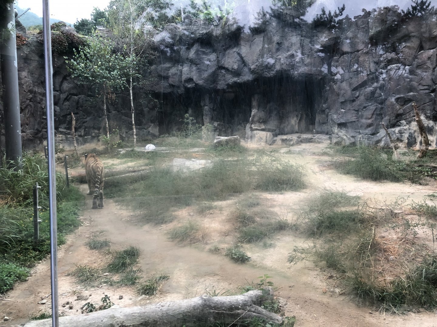 Amur Tiger Exhibit #5