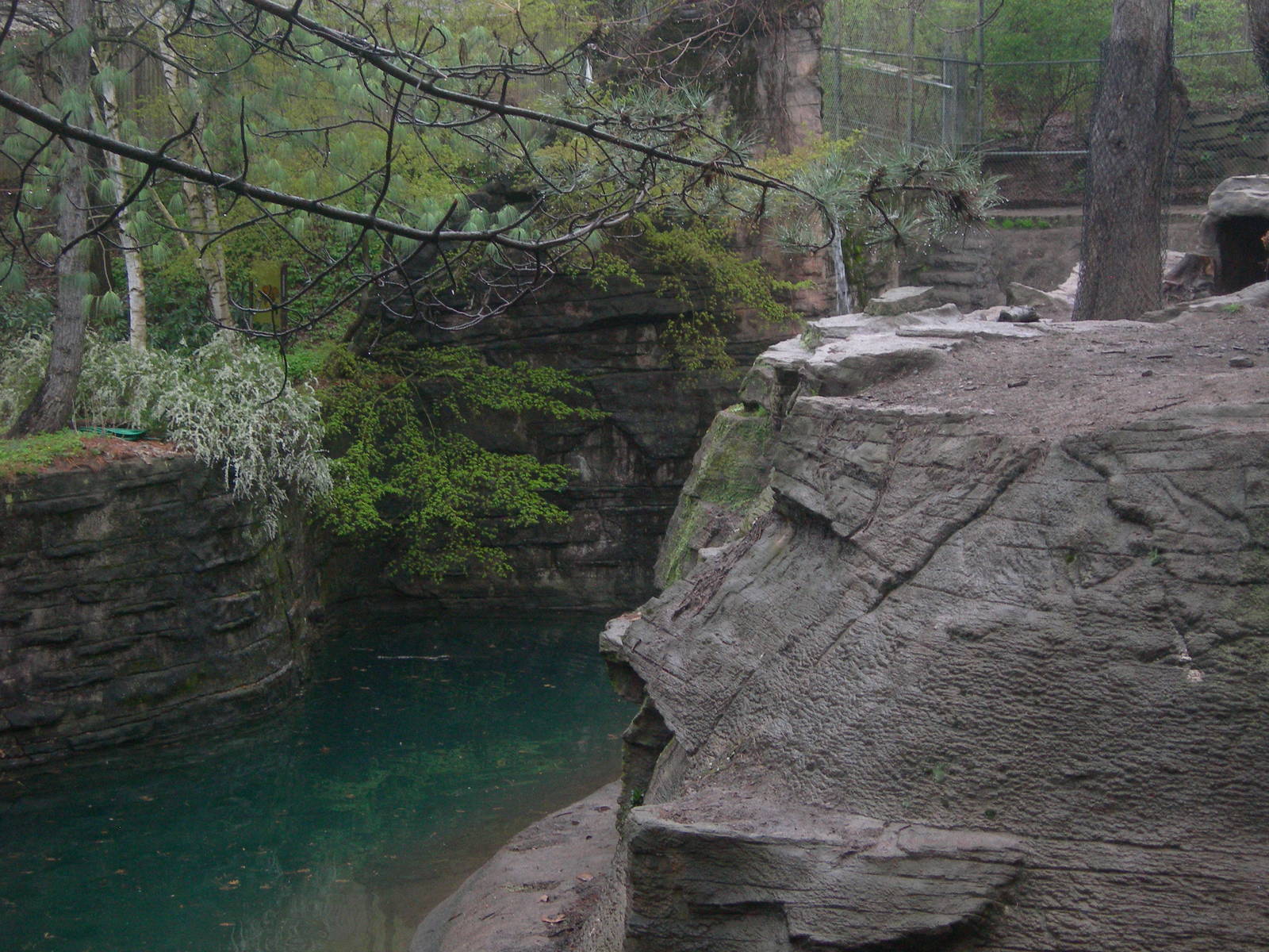 Amur Tiger Exhibit Angel Viewing