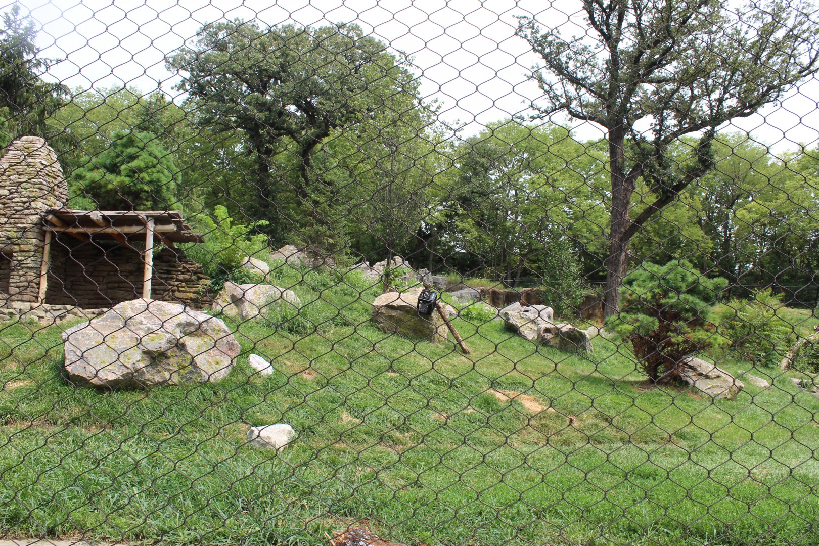 Amur Tiger Exhibit - Asian Highlands