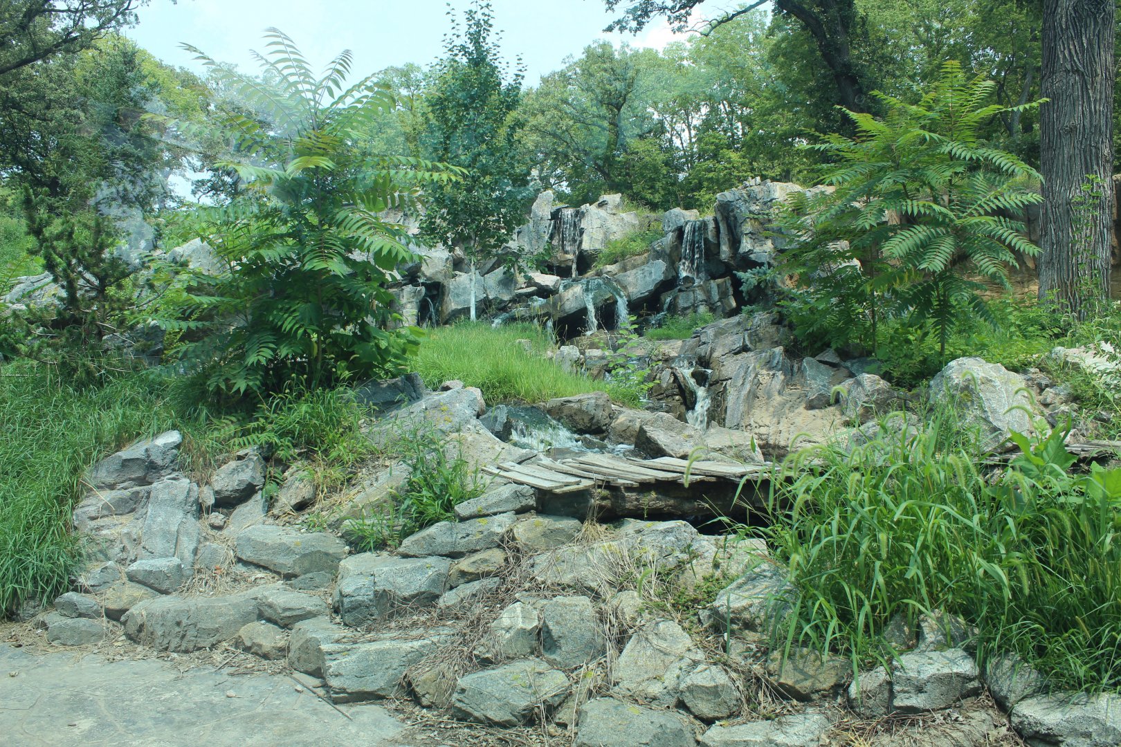 Amur Tiger Exhibit - Asian Highlands