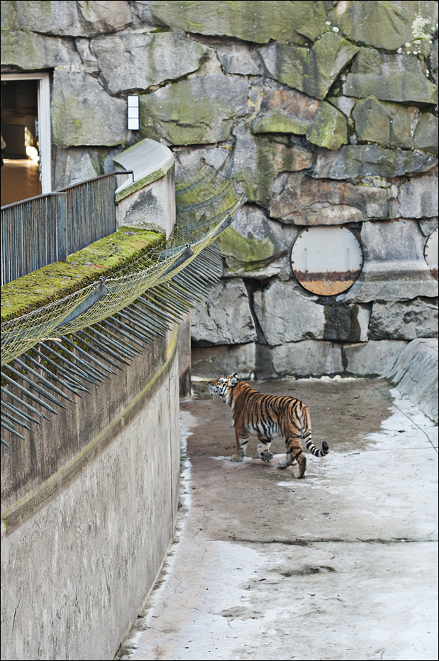 Amur tiger exhibit at Berlin Tierpark