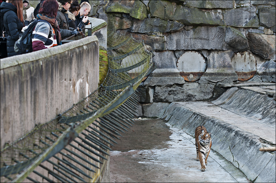 Amur tiger exhibit at Berlin Tierpark
