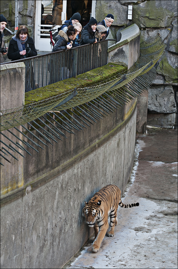 Amur tiger exhibit at Berlin Tierpark