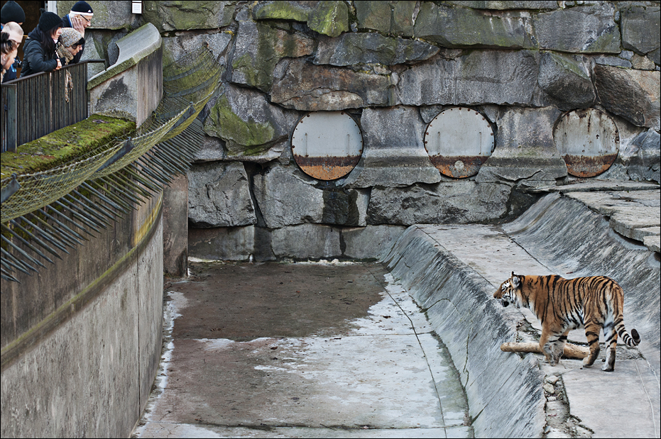 Amur tiger exhibit at Berlin Tierpark