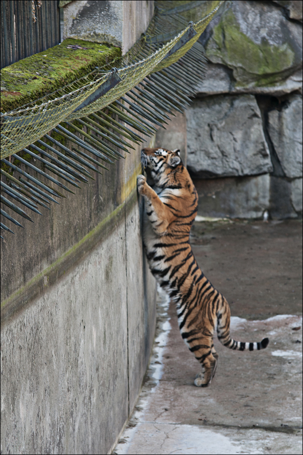 Amur tiger exhibit at Berlin Tierpark