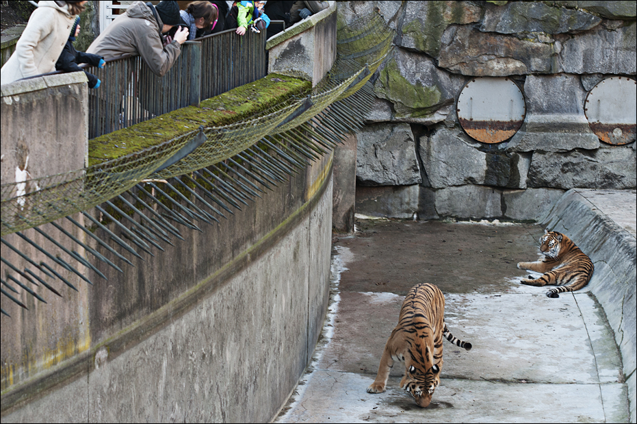 Amur tiger exhibit at Berlin Tierpark
