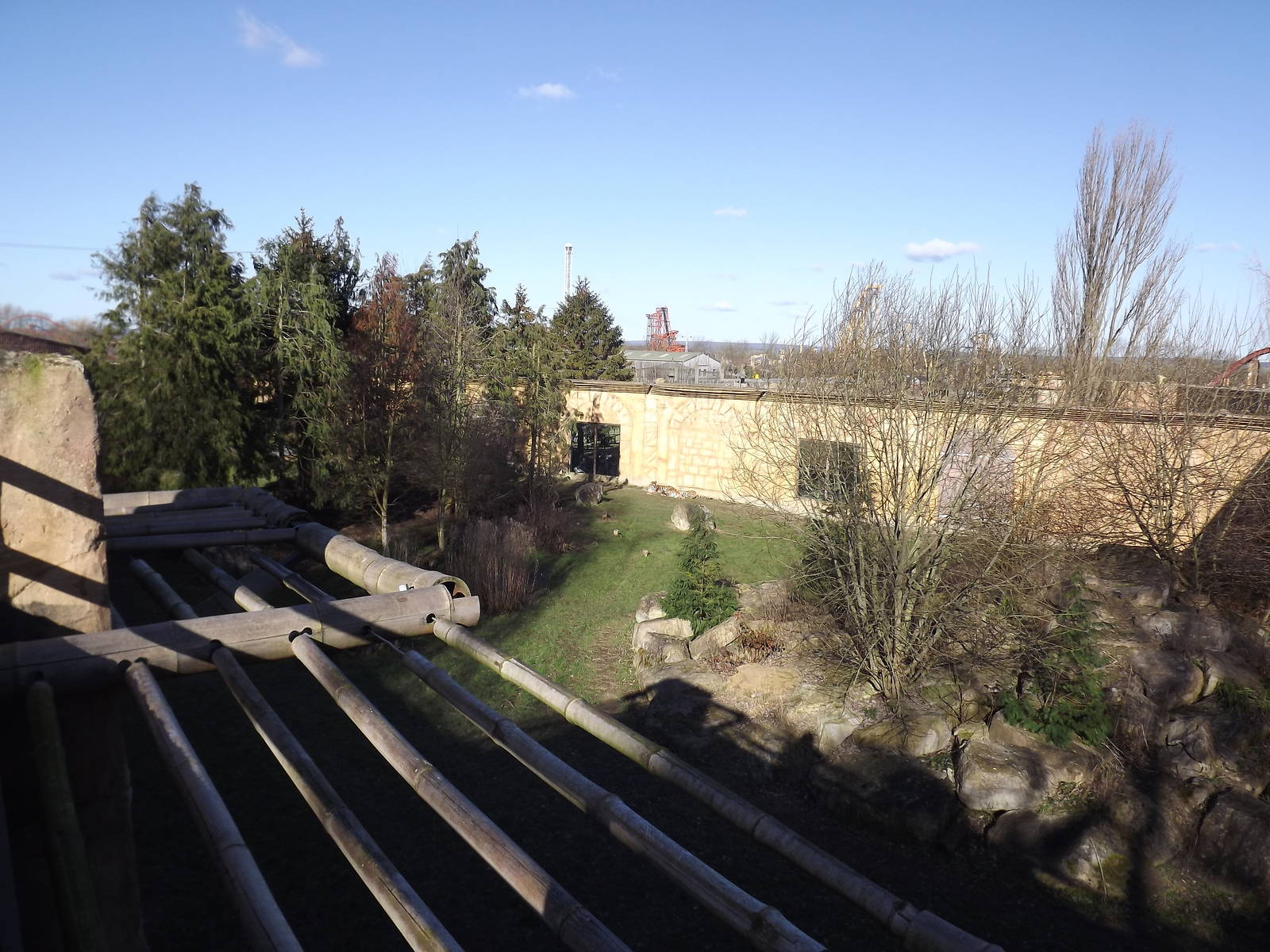 Amur Tiger exhibit at Flamingoland 19/02/12