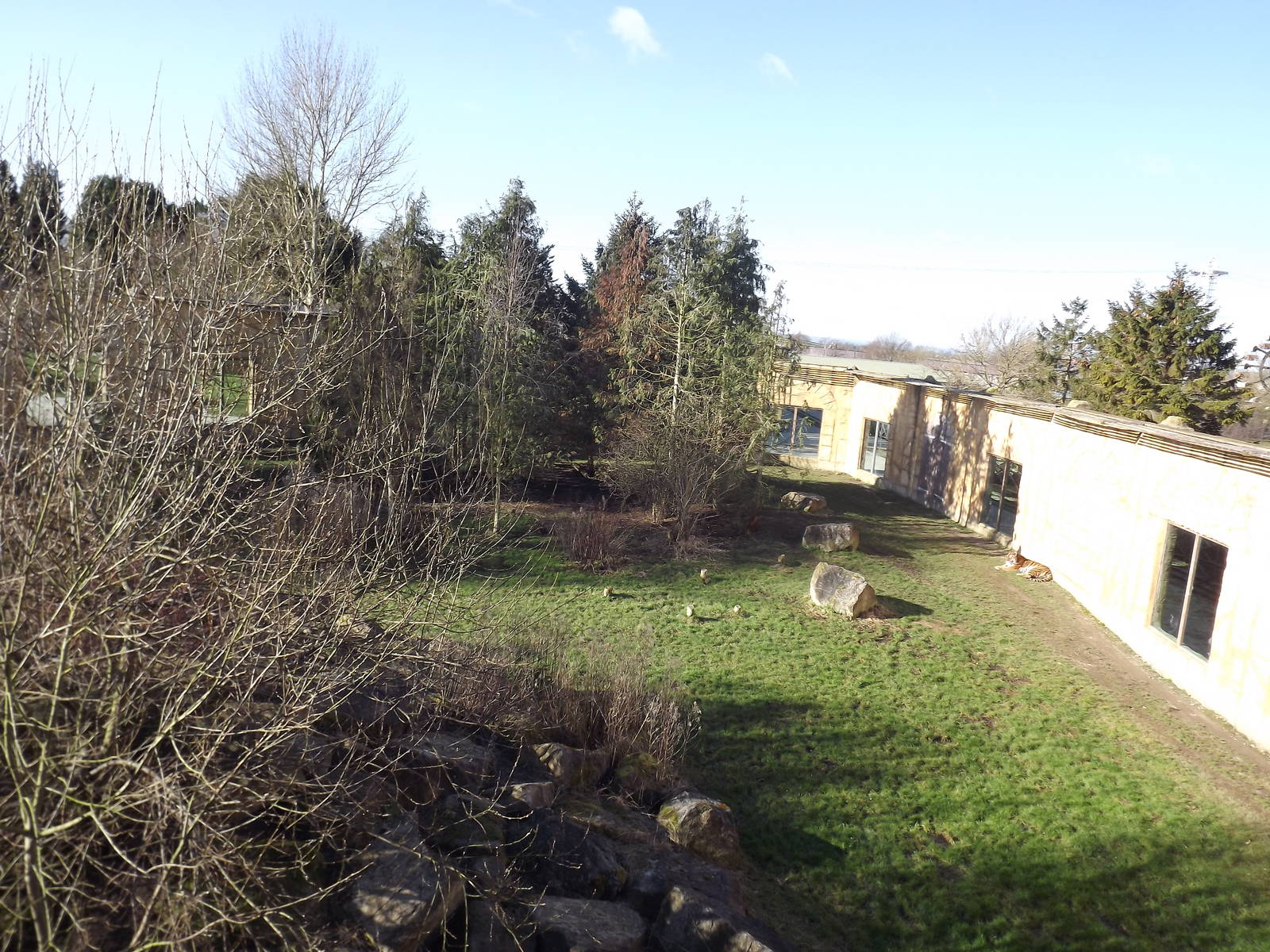 Amur Tiger exhibit at Flamingoland 19/02/12
