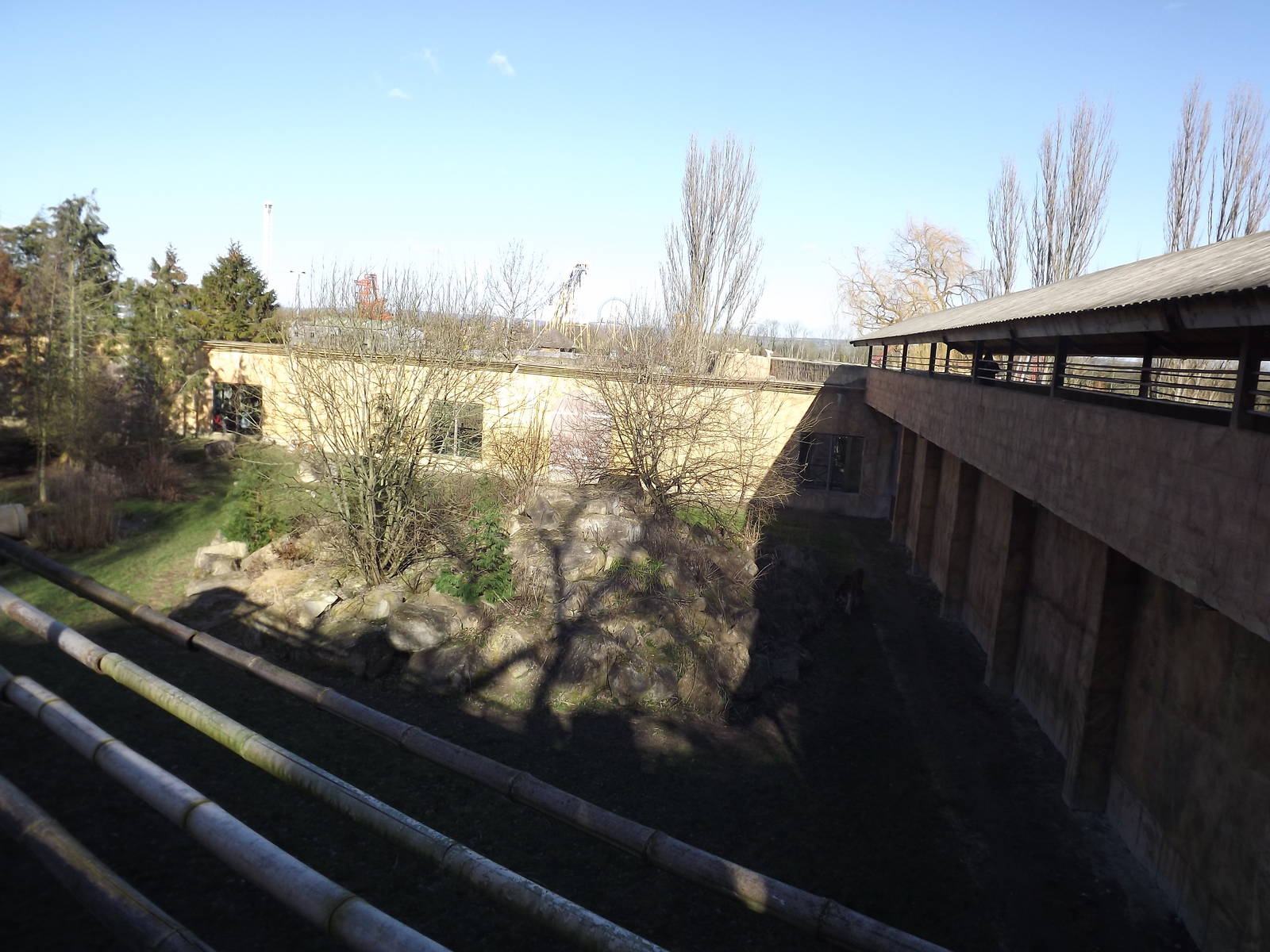Amur Tiger exhibit at Flamingoland 19/02/12