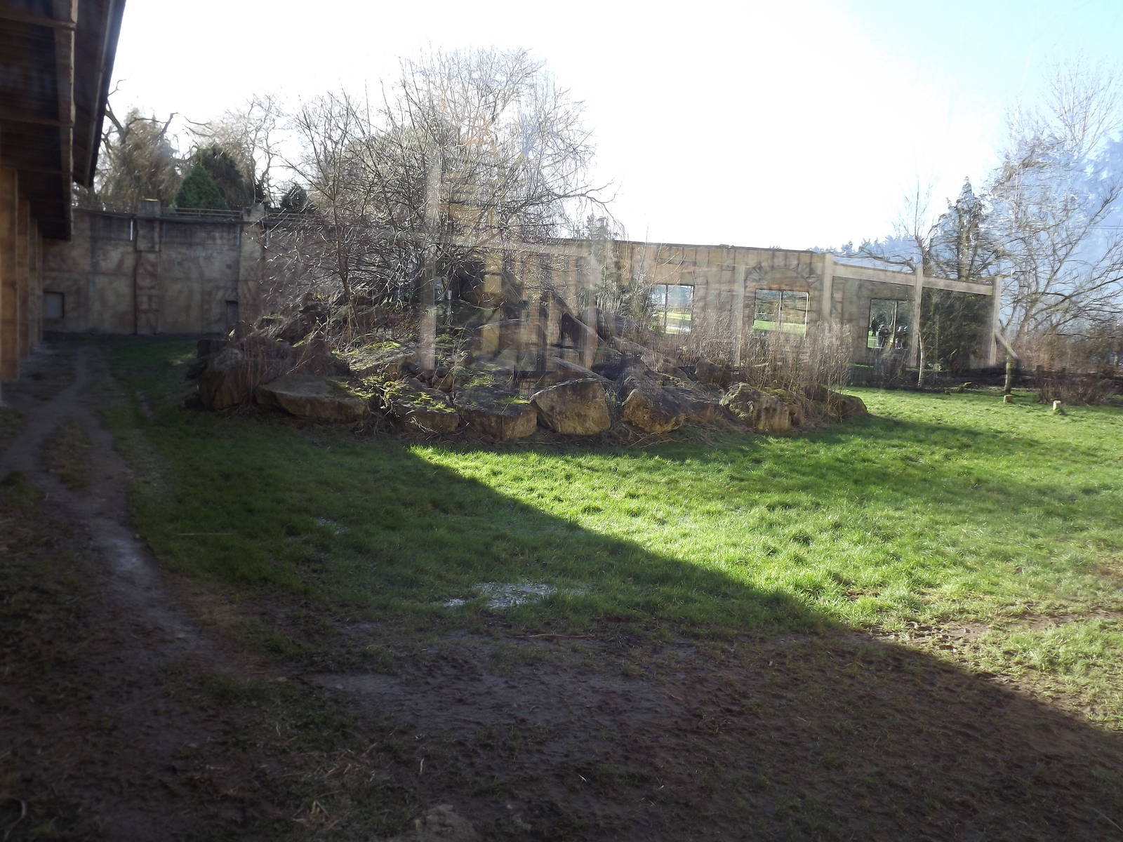Amur Tiger exhibit at Flamingoland 19/02/12