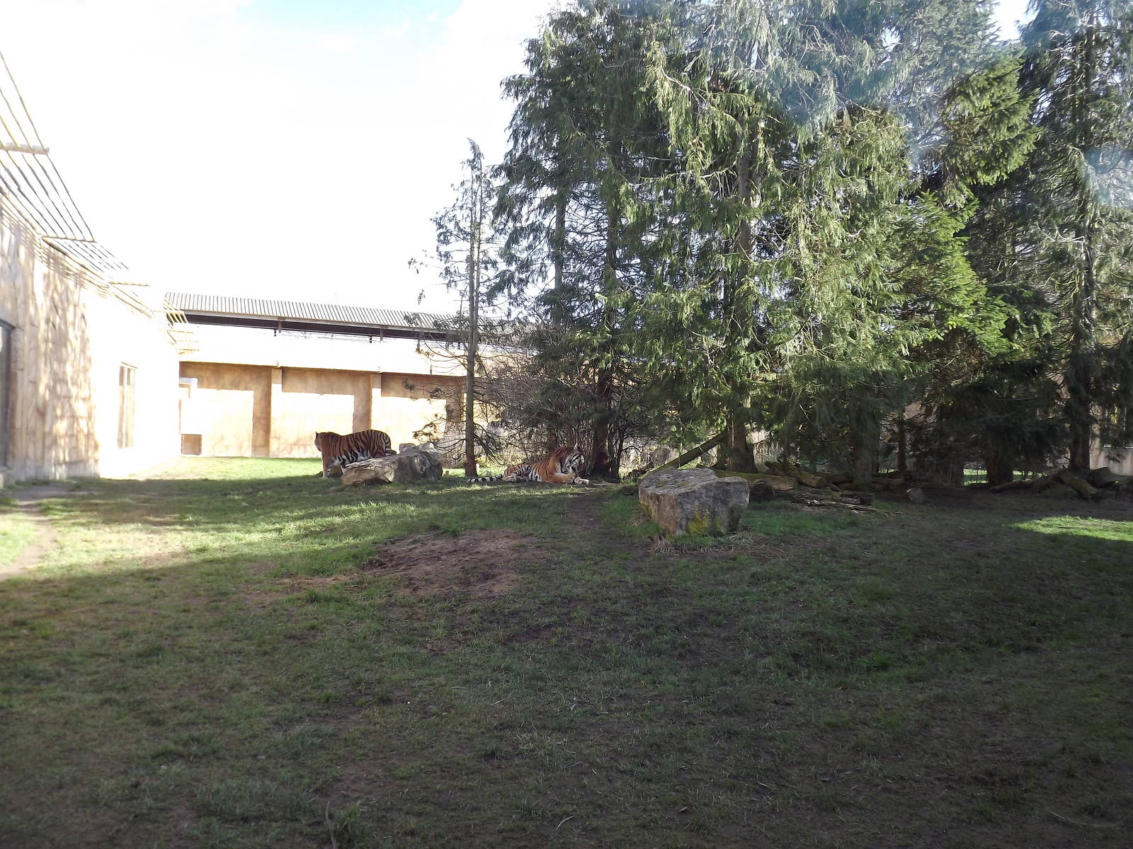 Amur Tiger exhibit at Flamingoland 19/02/12