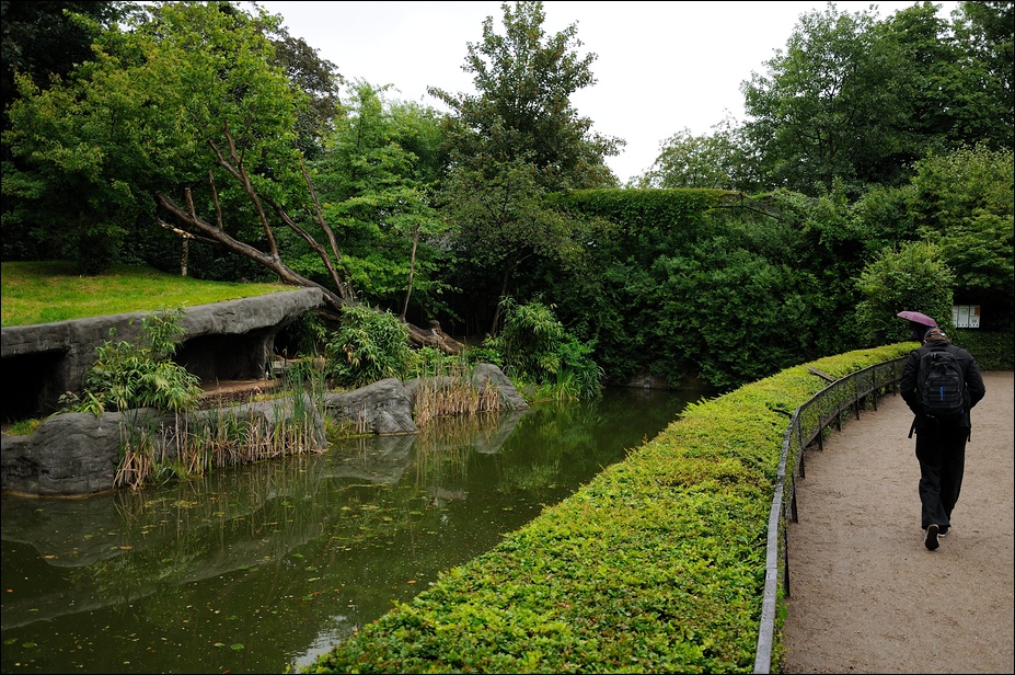 Amur-tiger exhibit at Hamburg