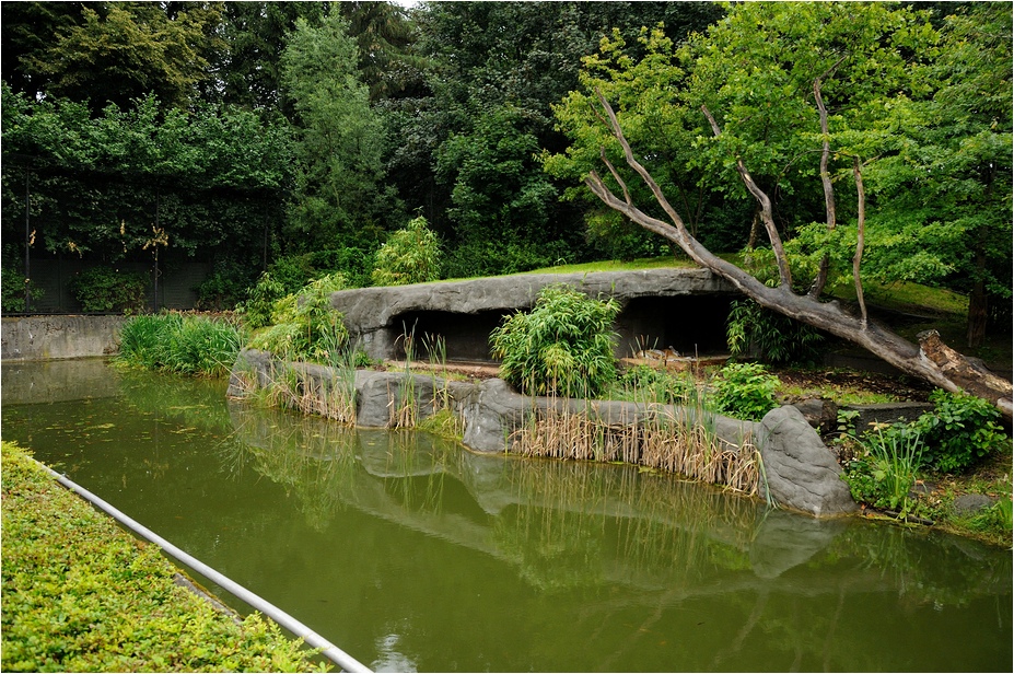 Amur-tiger exhibit at Hamburg