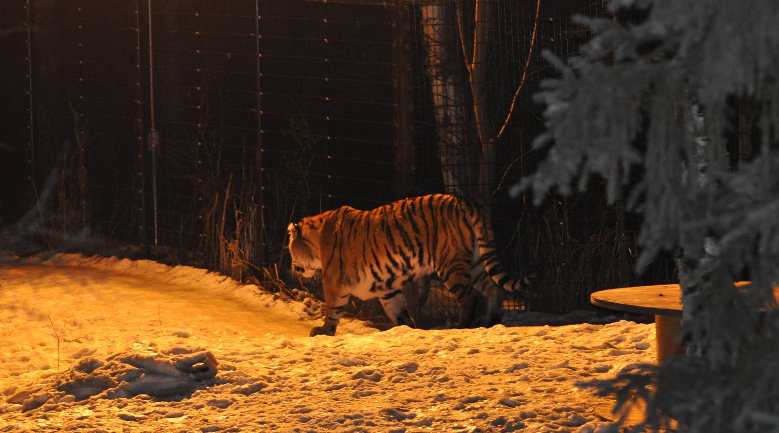 Amur Tiger Exhibit at Night