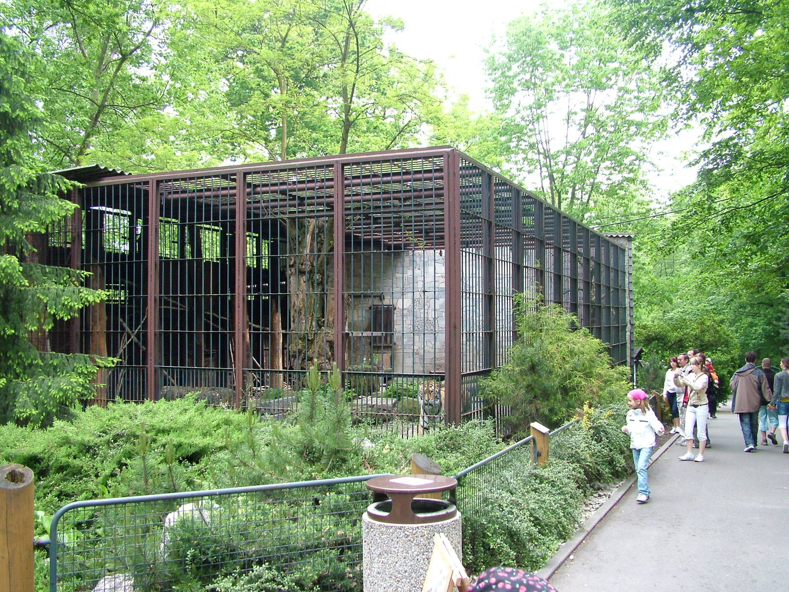 Amur Tiger exhibit at Ostrava, 29/05/10
