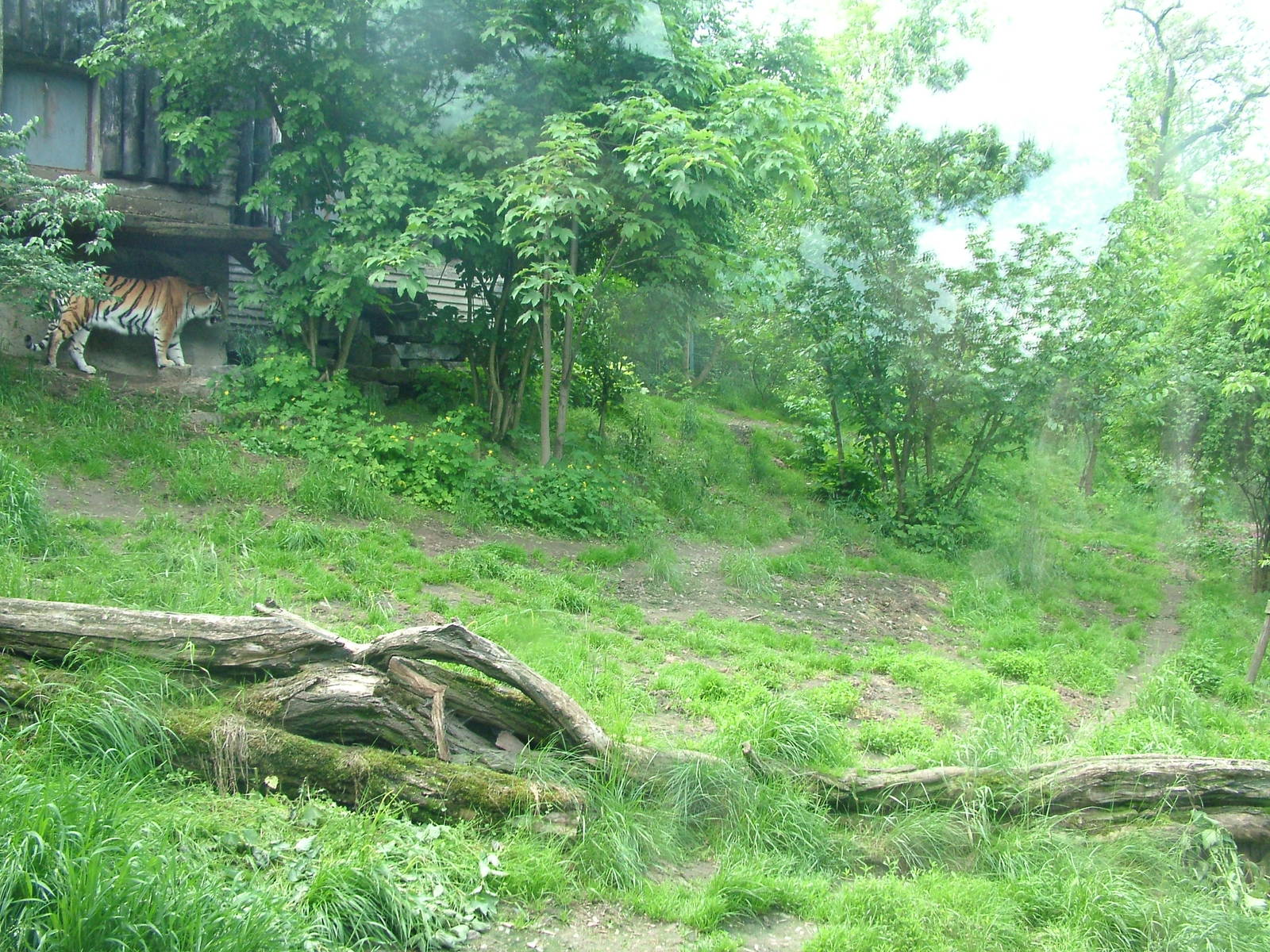 Amur Tiger exhibit at Prague, 24/05/10