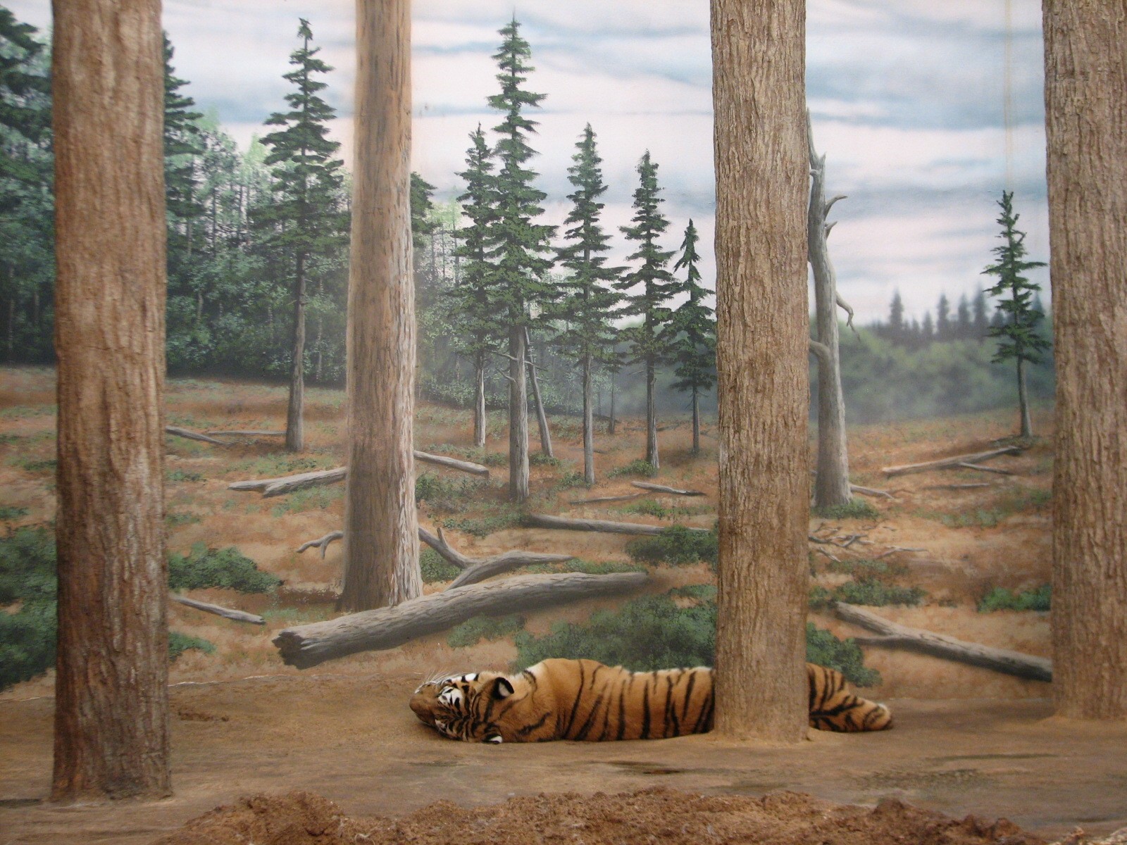 Amur Tiger Exhibit - Bedroom