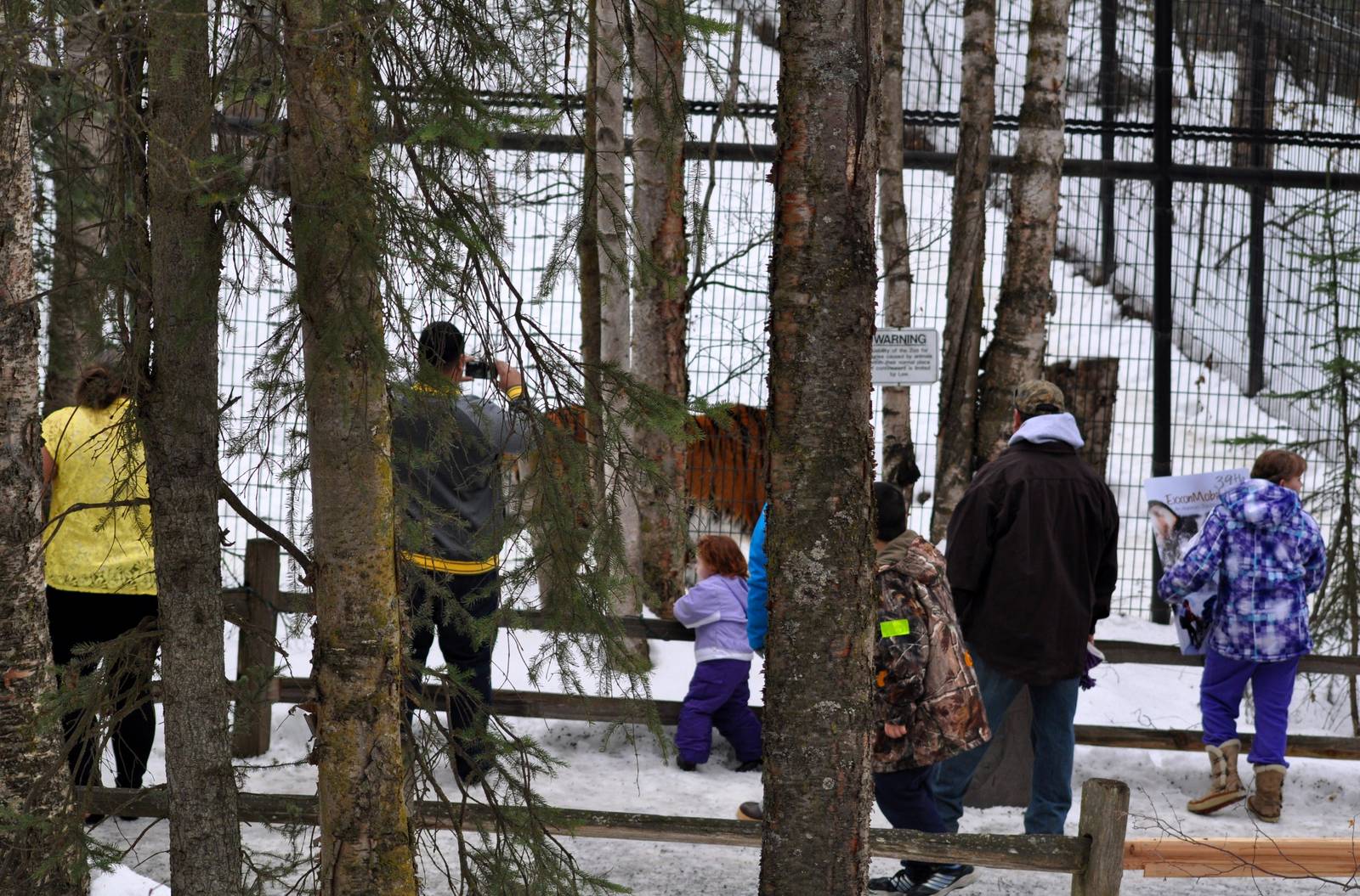 Amur Tiger Exhibit draws a crowd