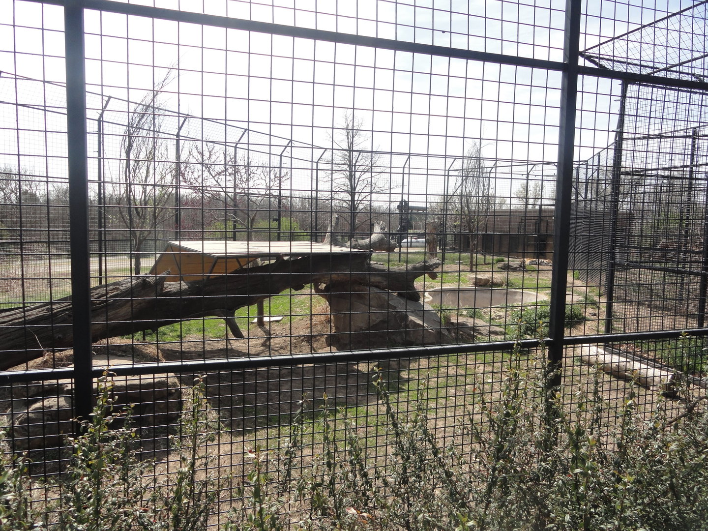 Amur Tiger Exhibit East