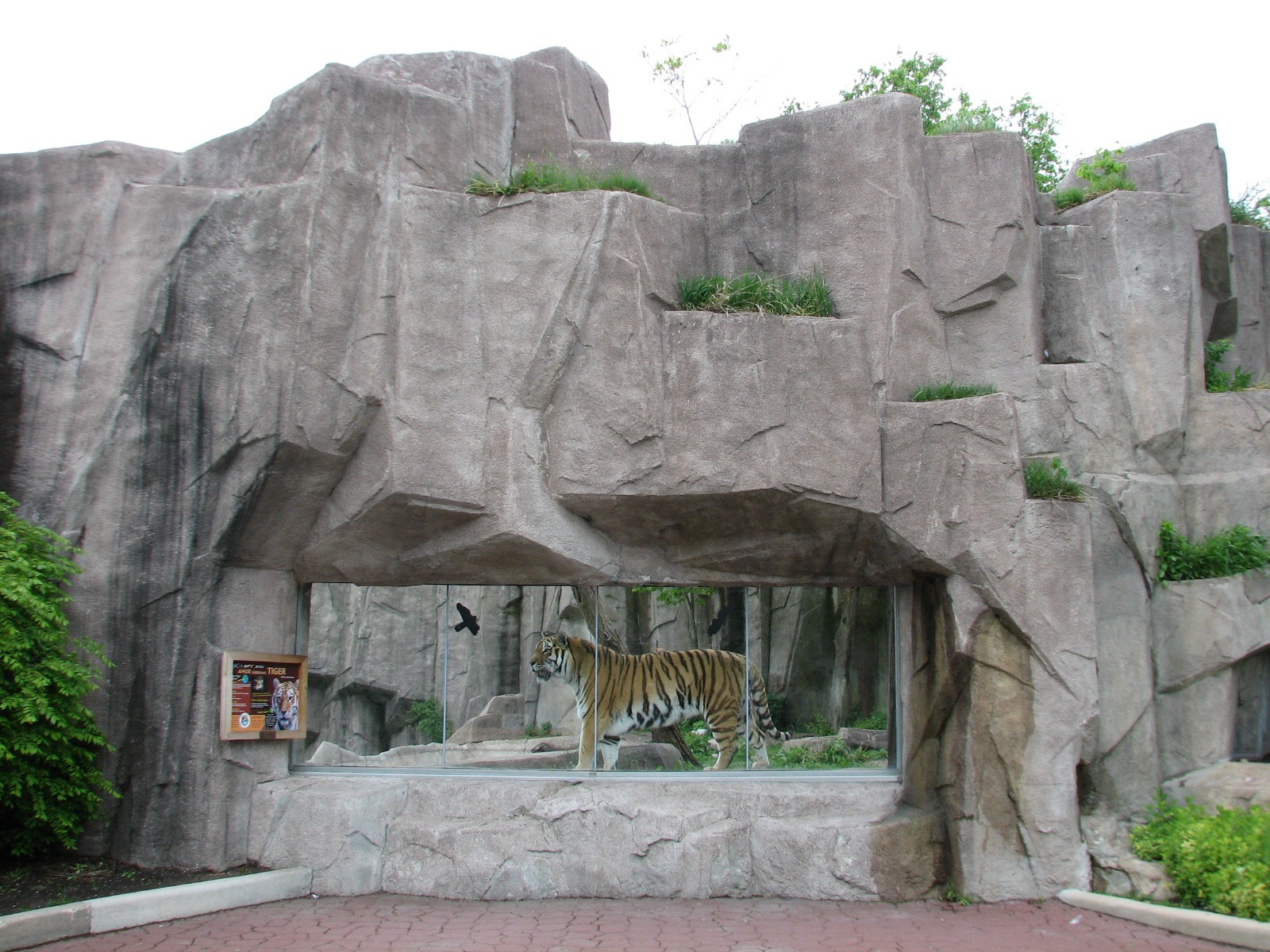 Amur Tiger Exhibit - Exterior Viewing Window