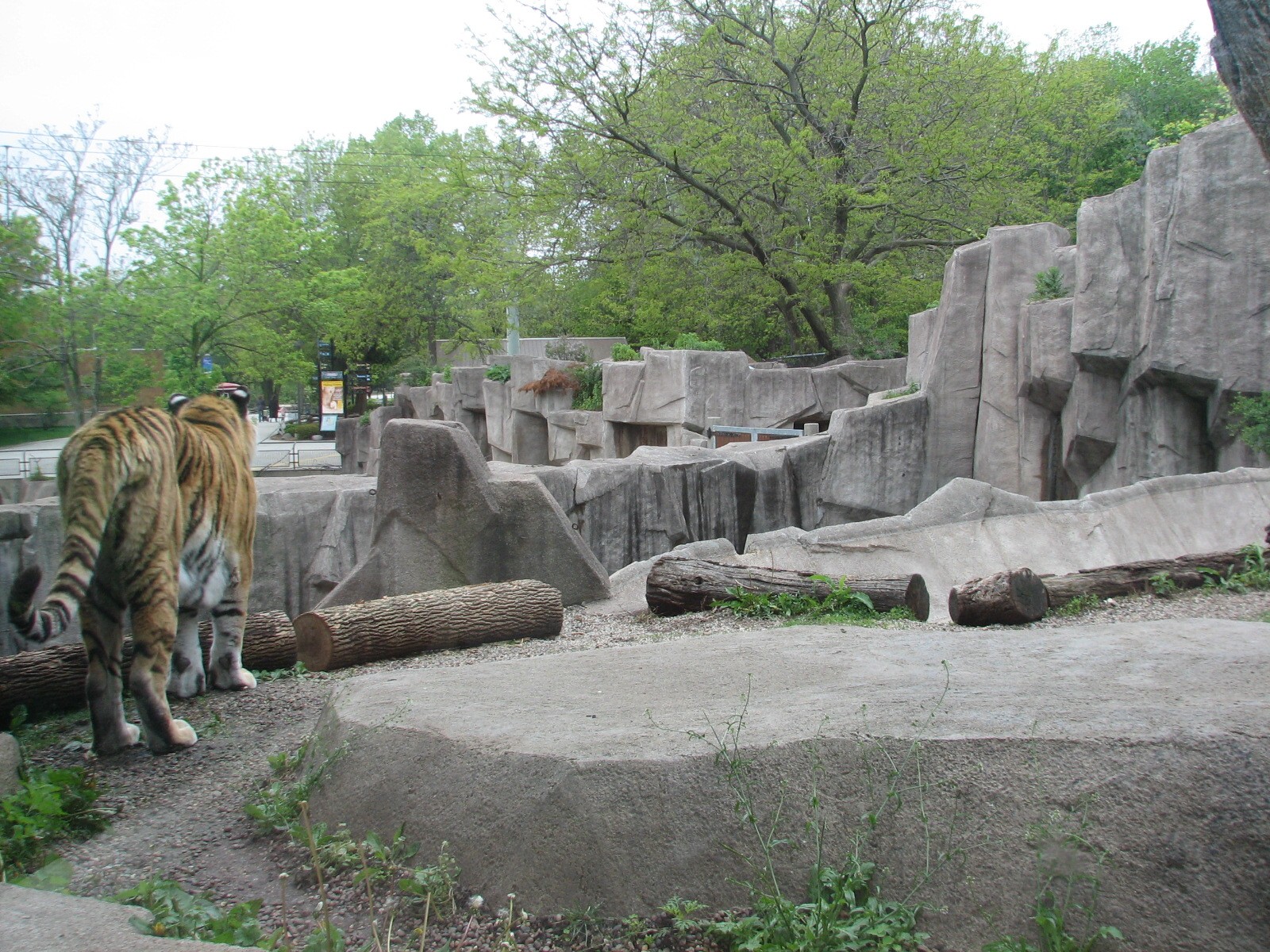 Amur Tiger Exhibit - Exterior