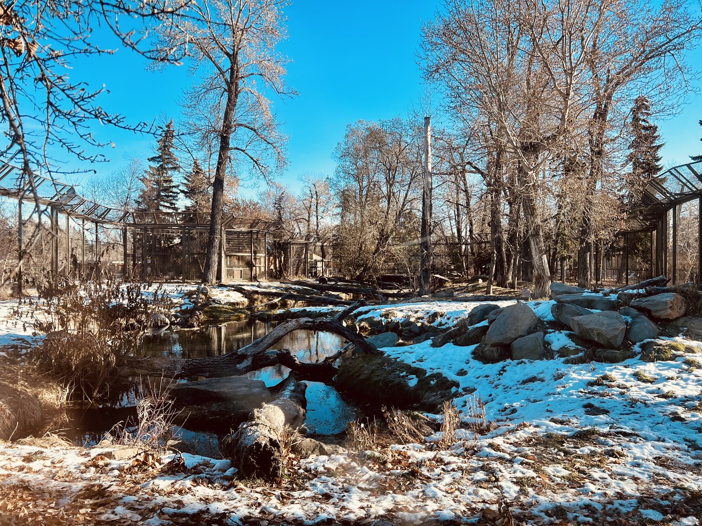 Amur Tiger Exhibit - Firmly in my top three
