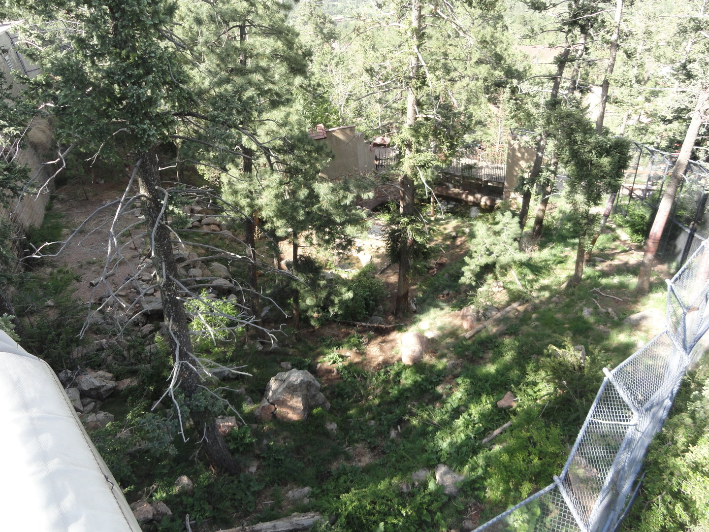Amur Tiger Exhibit from Chairlift