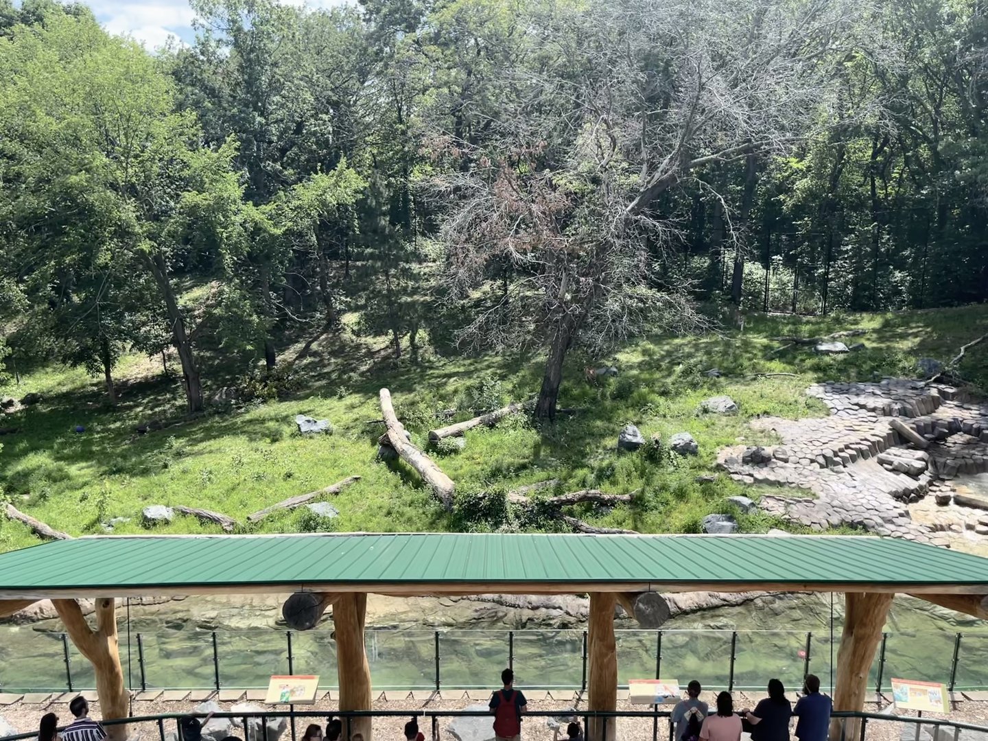 Amur Tiger Exhibit from the Treetop Trail