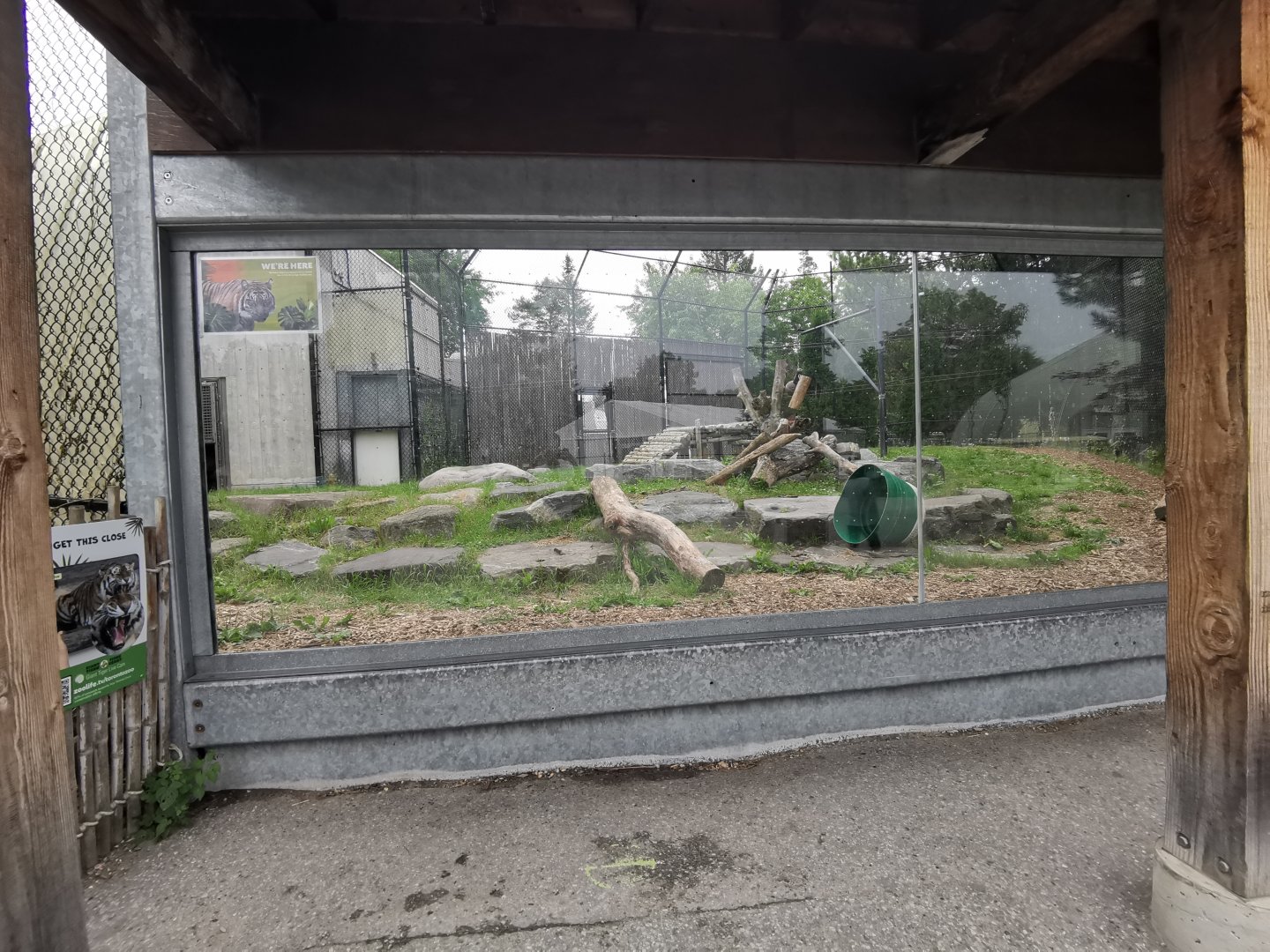 Amur Tiger exhibit- Glass viewing