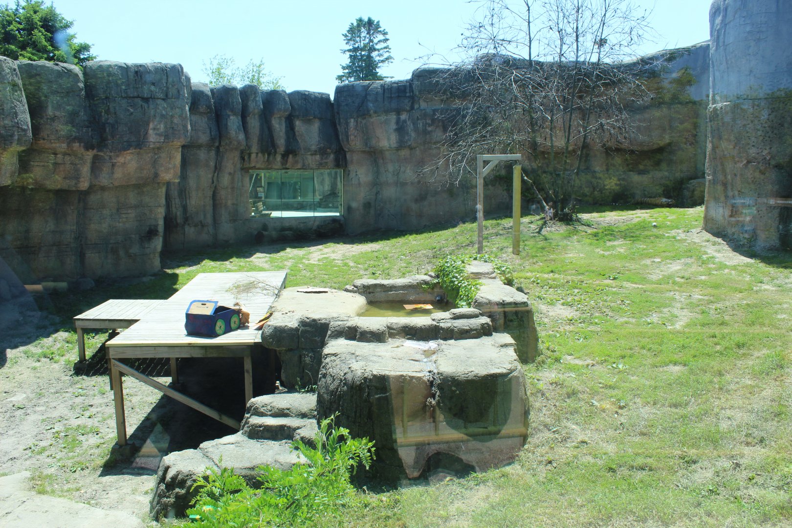 Amur Tiger Exhibit - Great Cat Canyon