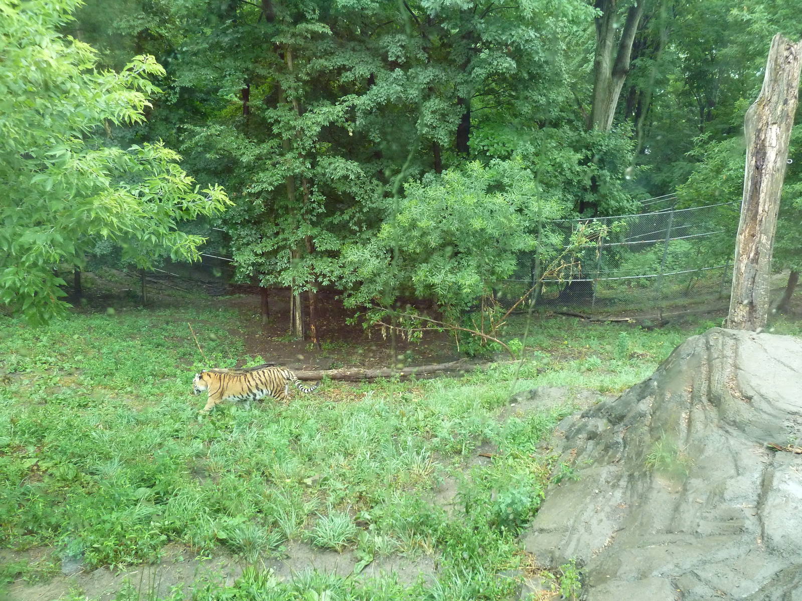 Amur Tiger Exhibit (Huge Enclosure)