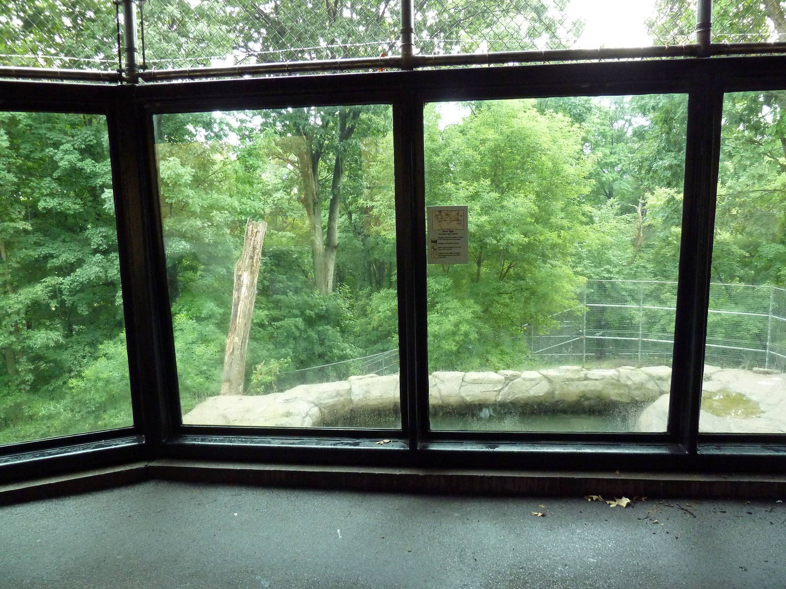 Amur Tiger Exhibit (Huge Enclosure)