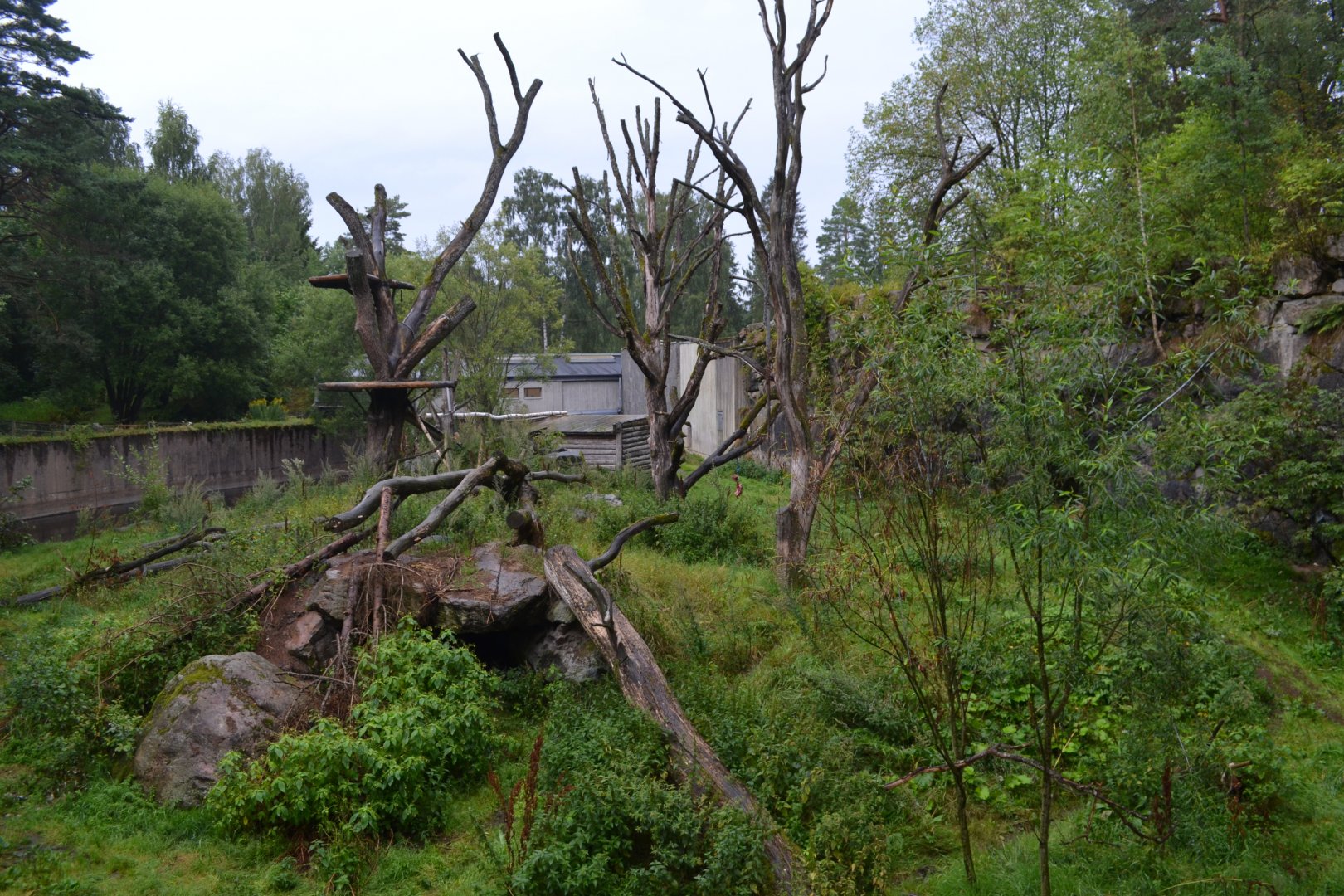 Amur tiger exhibit in Borås Zoo