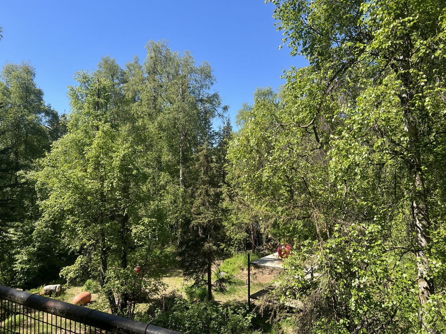 Amur Tiger Exhibit in Early Alaska Summer