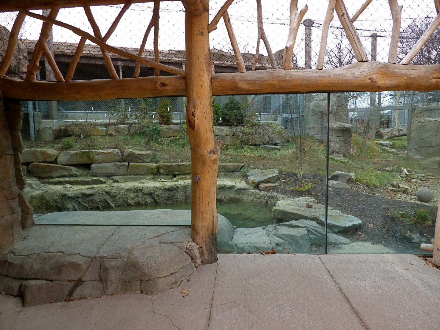 Amur Tiger Exhibit - January 2017
