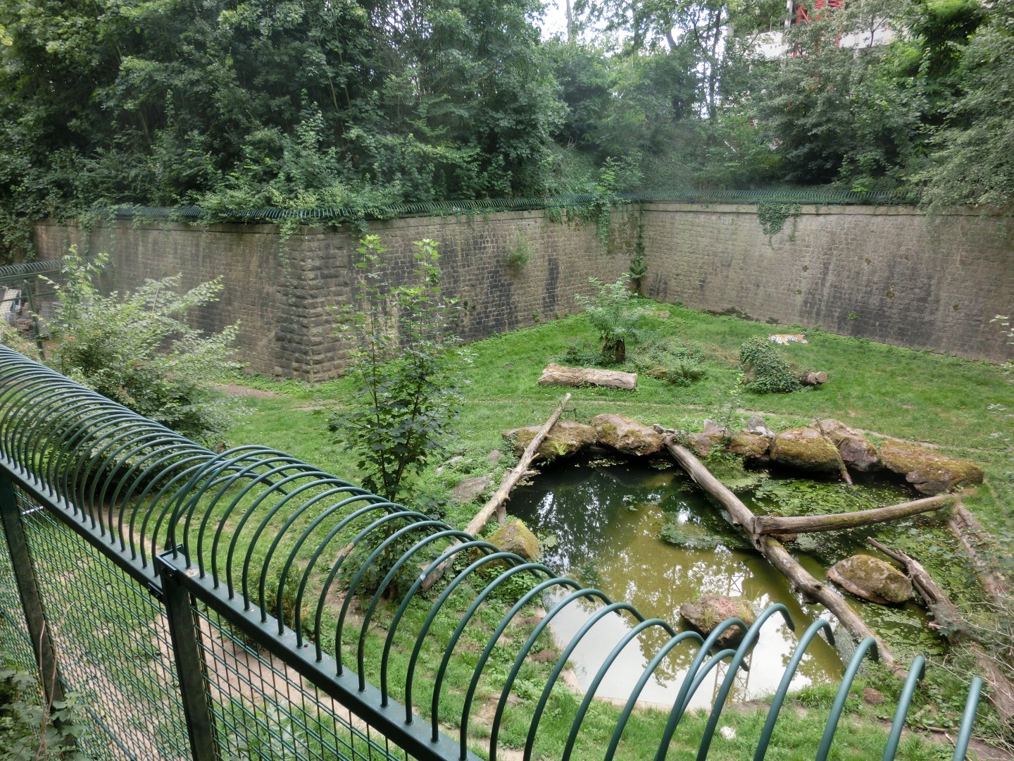 Amur tiger exhibit - Landau Zoo