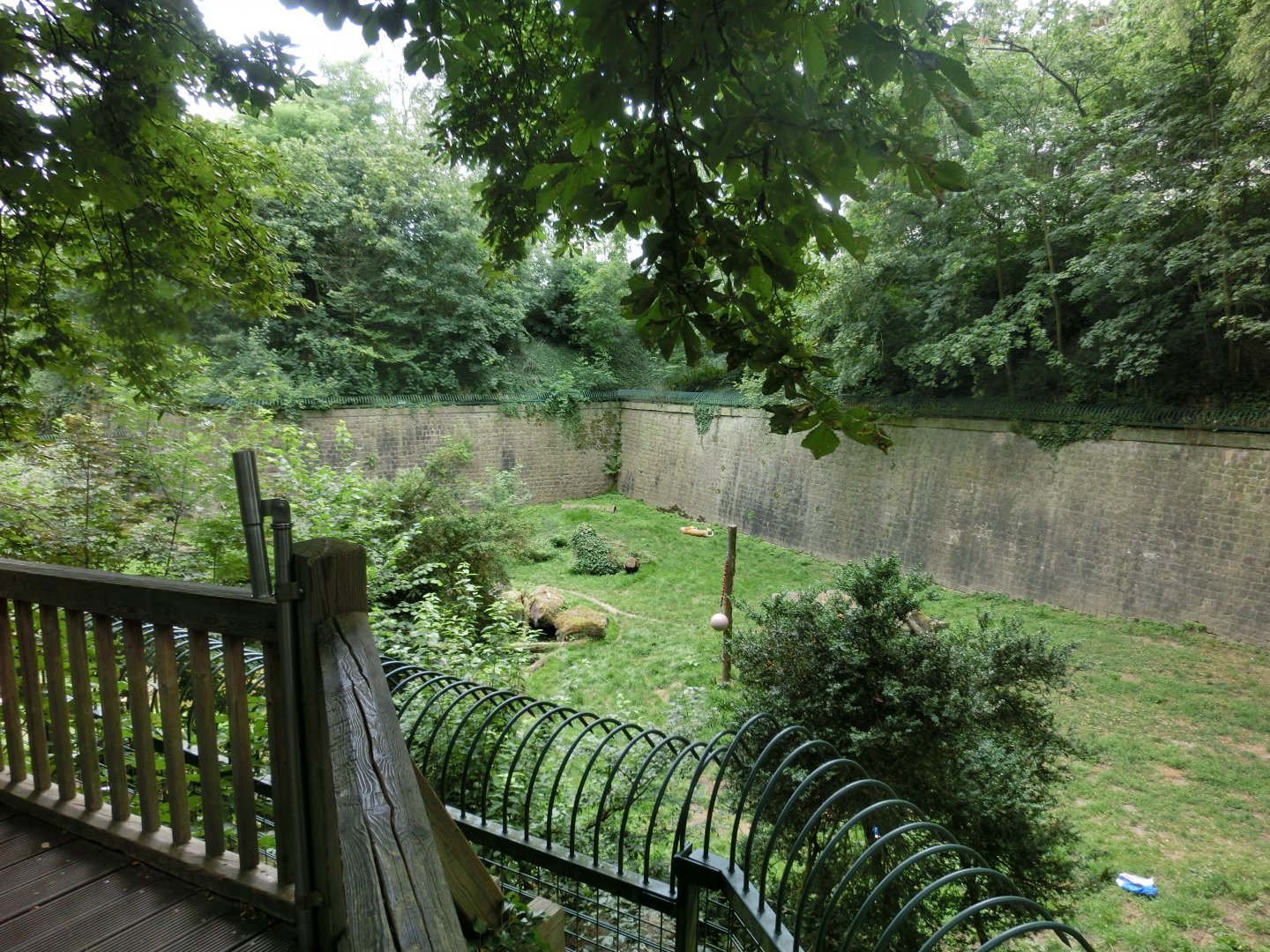Amur tiger exhibit - Landau Zoo