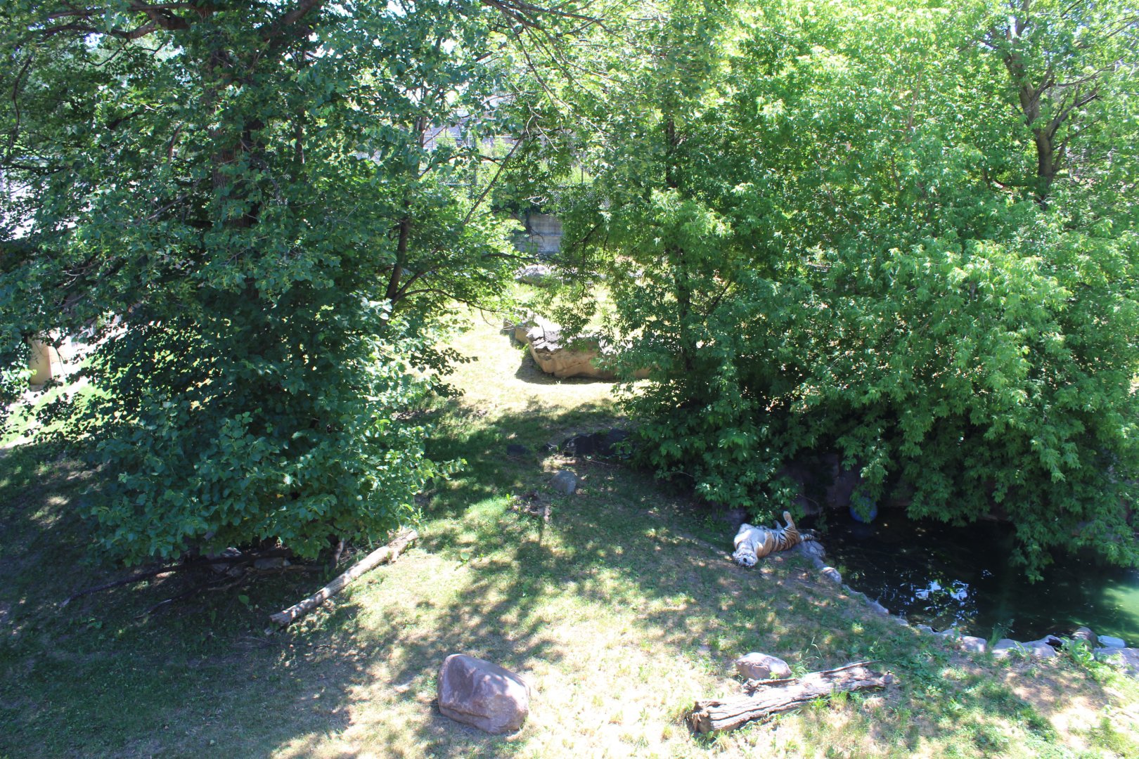 Amur Tiger Exhibit - Large Cat Building