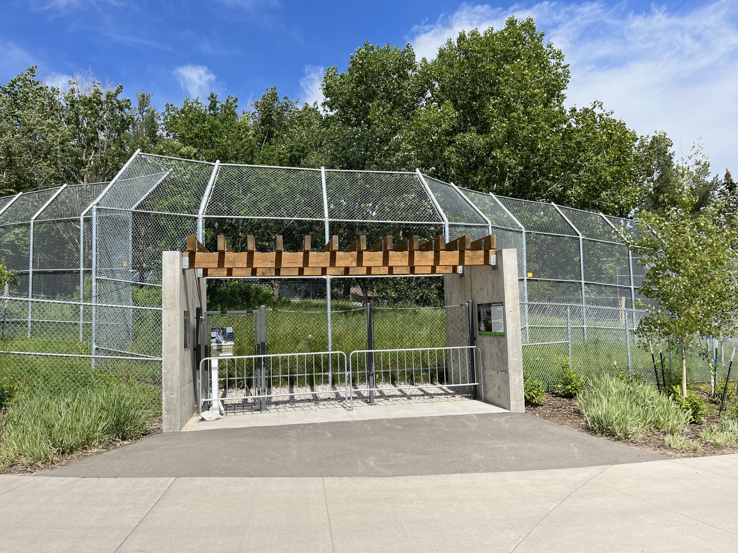 Amur Tiger Exhibit - New in 2020