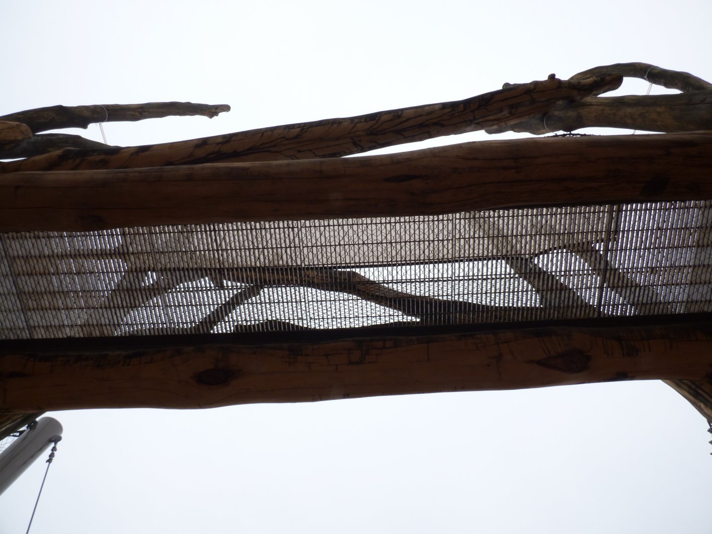 Amur Tiger Exhibit (Overhead Passage) - January 2017