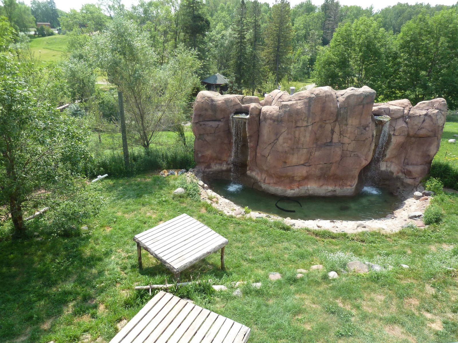 Amur Tiger Exhibit (overhead view)