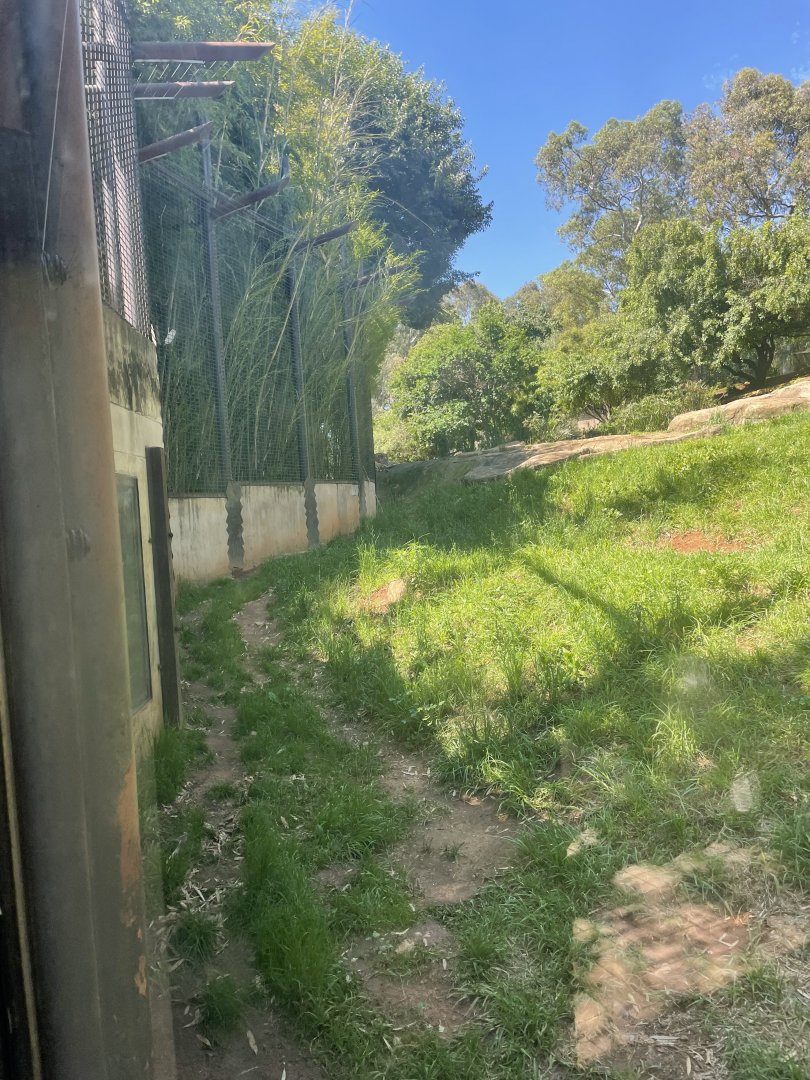 Amur Tiger Exhibit (Panthera tigris altaica)