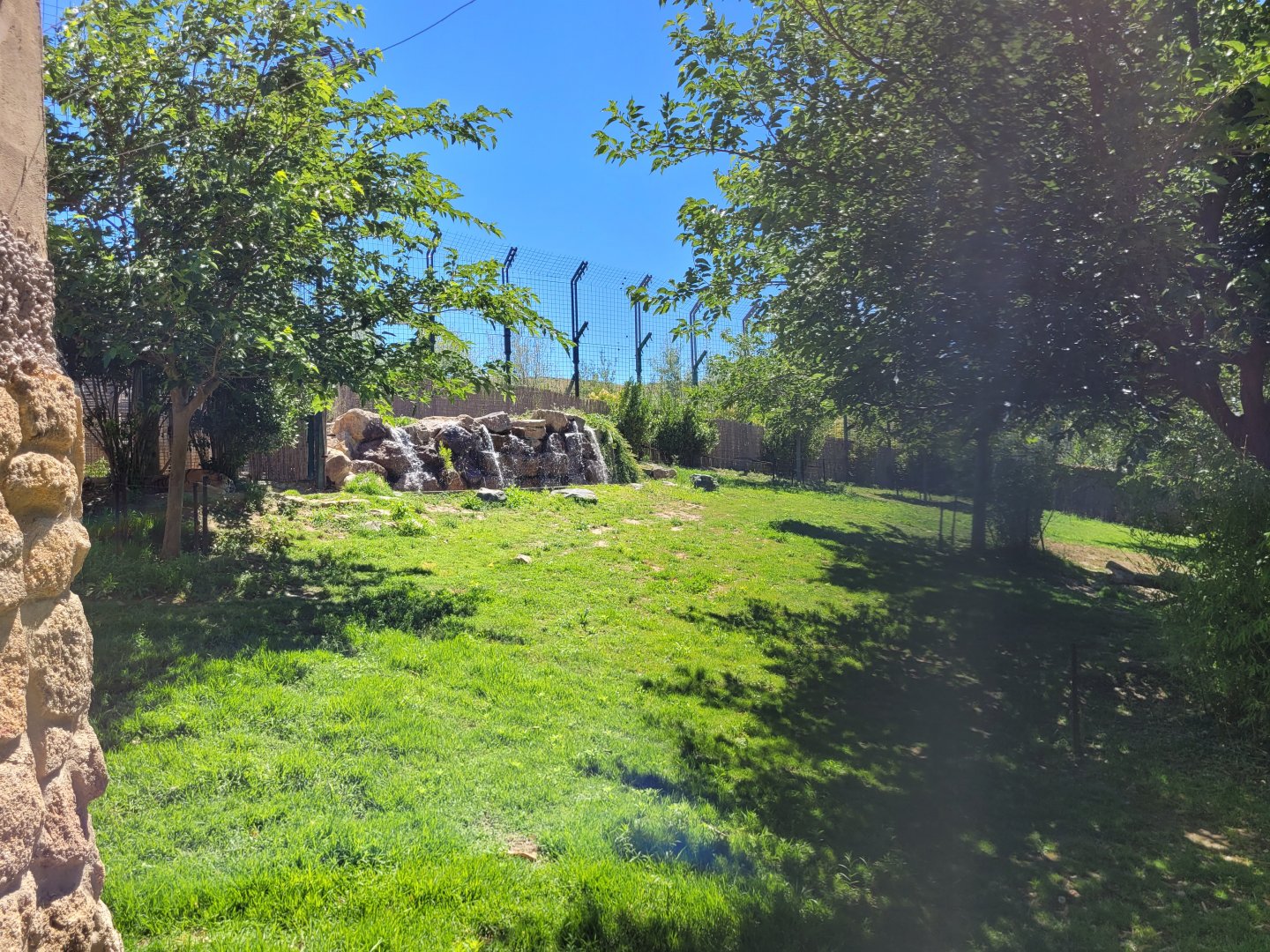 Amur tiger exhibit -Sendaviva (2024)