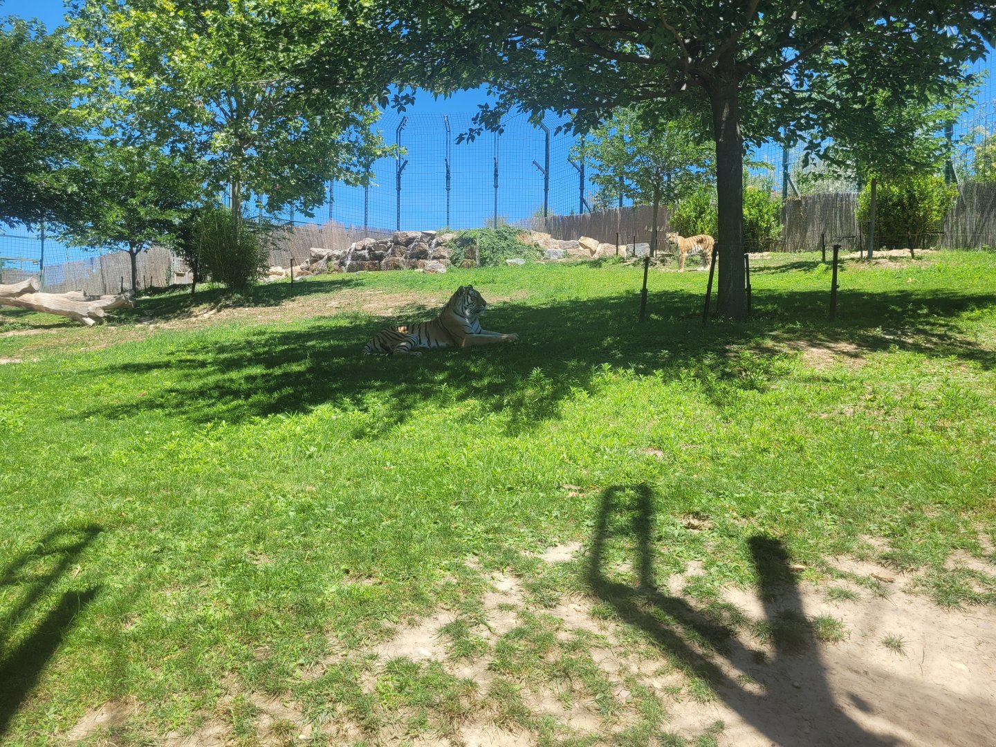 Amur tiger exhibit -Sendaviva (2024)