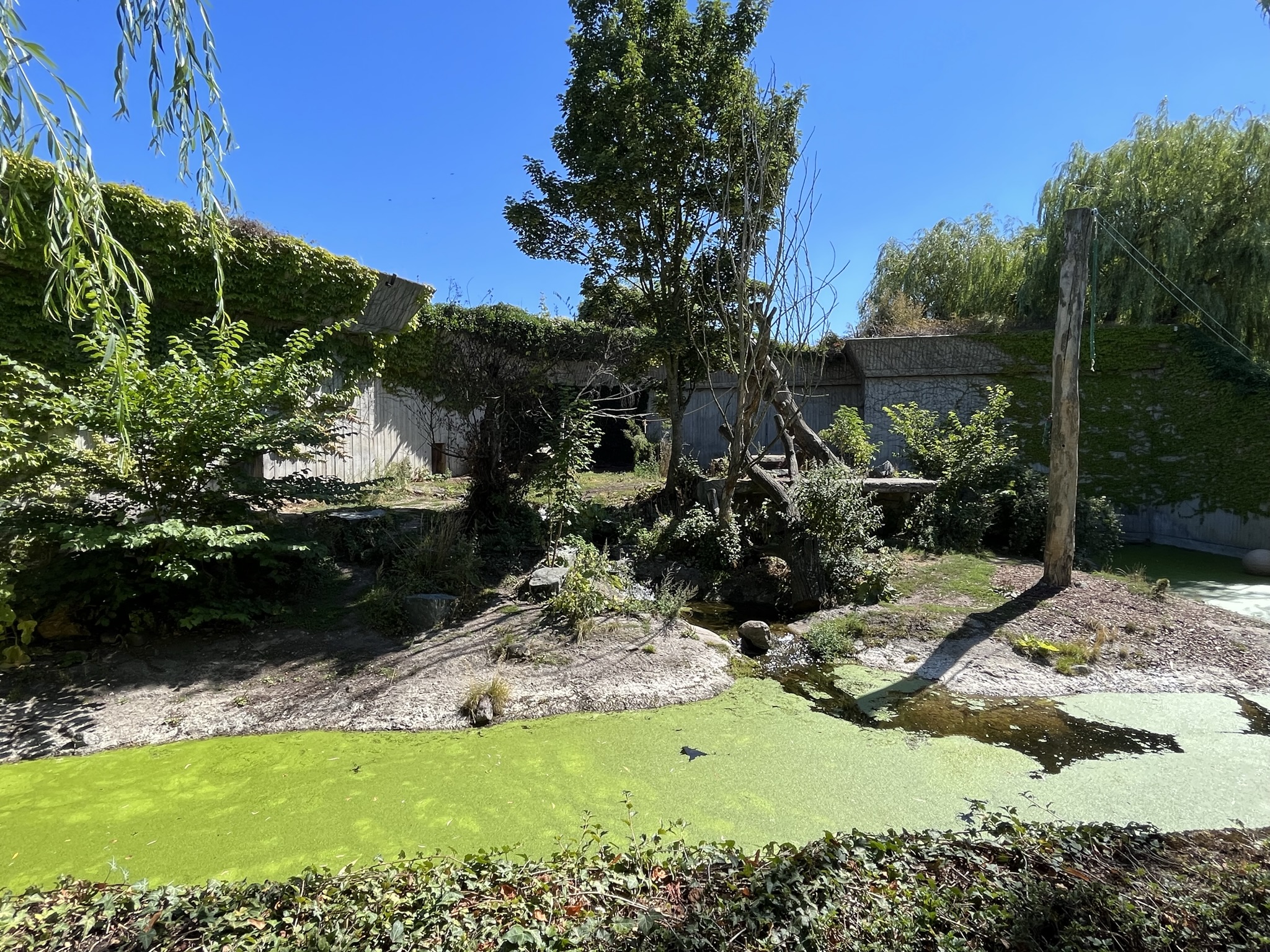 Amur Tiger Exhibit - too small!