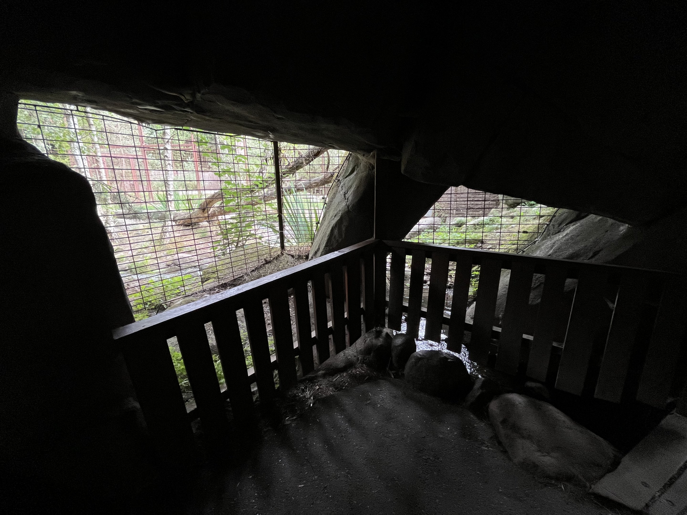 Amur Tiger Exhibit - tunnel area