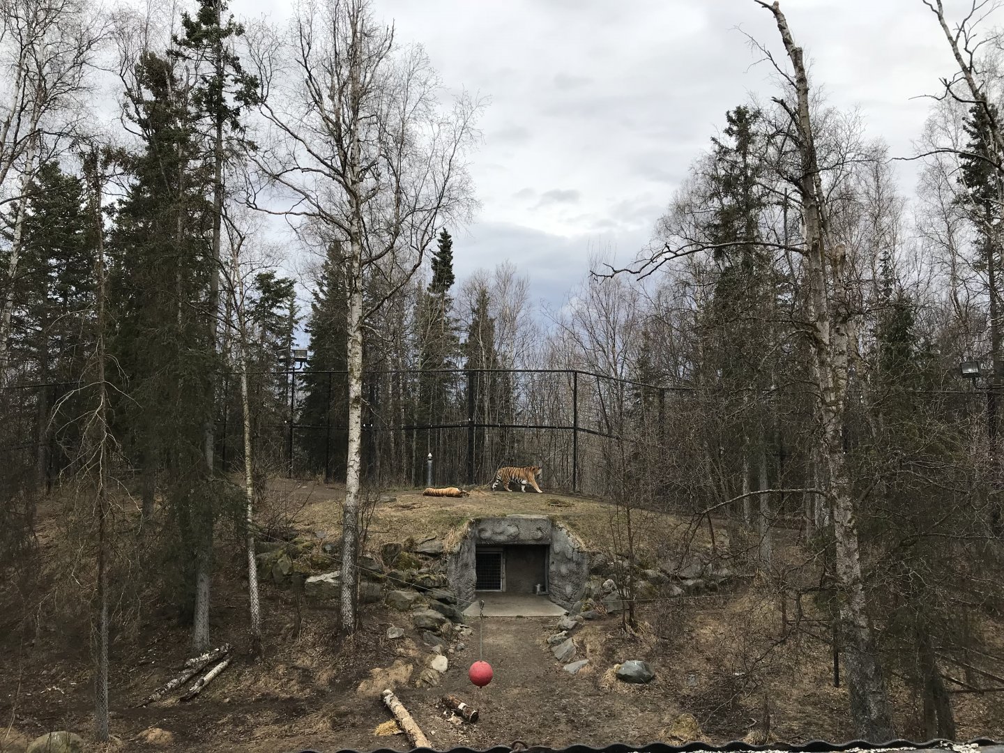 Amur Tiger Exhibit.  Unfiltered