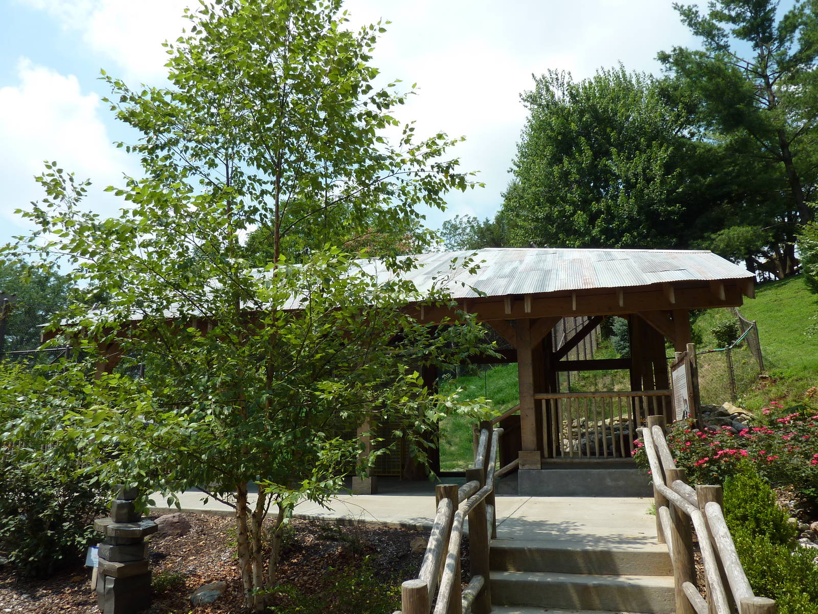 Amur Tiger Exhibit - Viewing Platform